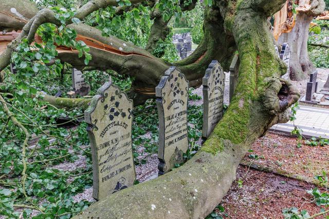 Grote treurbeuk omgevallen op begraafplaats Oosterwolde: ‘Ik denk dat-ie wel 150 jaar oud was’
