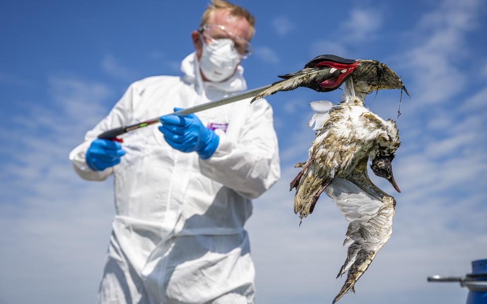 Wilde watervogels zijn zowel slachtoffer als drager van het zeer besmettelijk vogelgriepvirus. Hier ruimt boswachter Bart Zwiers van Natuurmonumenten in een speciaal pak dode vogels in het Drentse natuurreservaat Onlanden. FOTO MARCEL JURIAN DE JONG