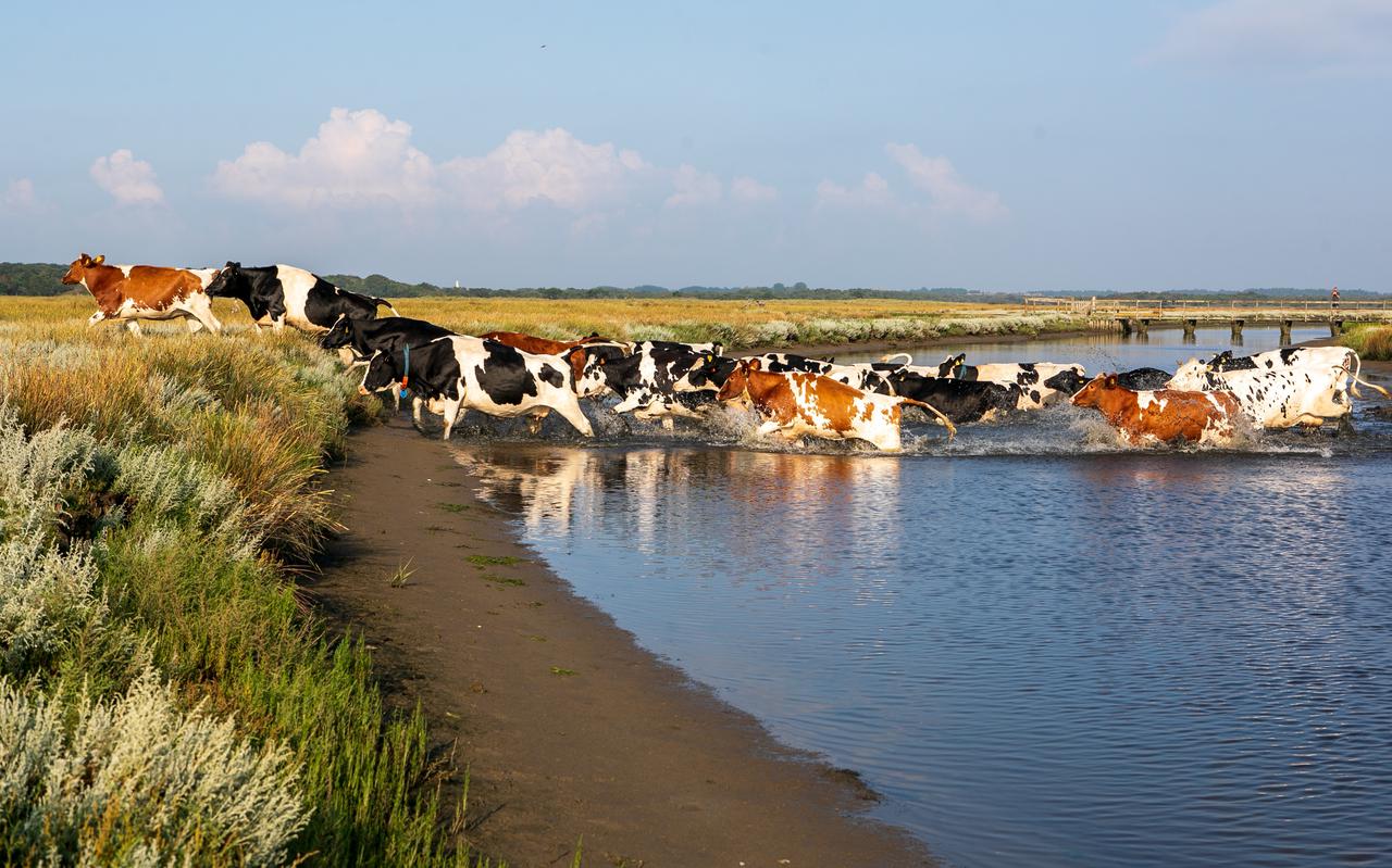 Koeien op Schiermonnikoog lopen op de kwelder door een slenk. 