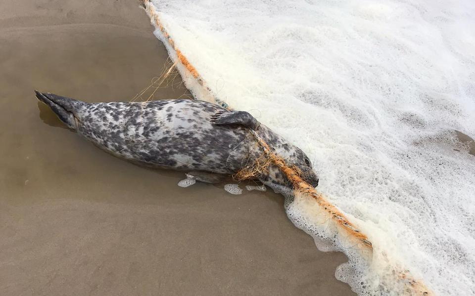 De zeehond bij Camperduin was verstrikt geraakt in een staand want, maar kon op tijd gered worden.