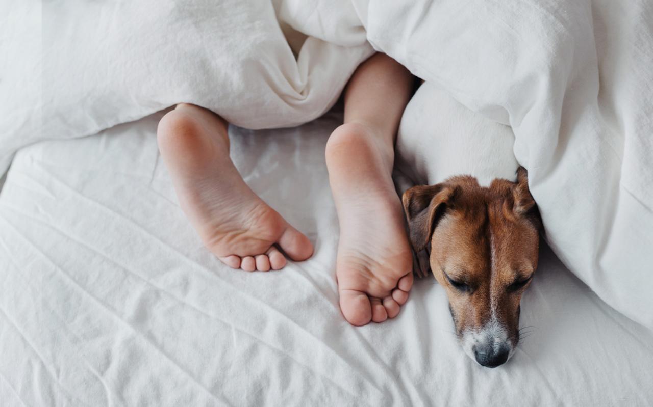 Foto: Shutterstock Foto: Shutterstock