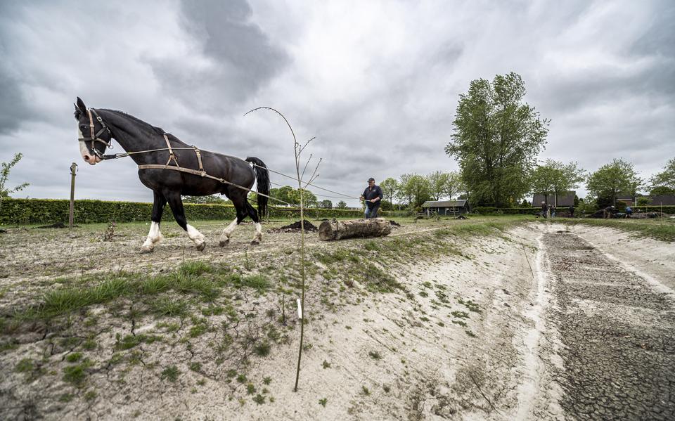Jan Drost kwam donderdag met het paard Ideaal in actie om boomstammen te verslepen voor het voedselbos in Stiens. Dit gebied bij de Griene Leane wordt door stichting BiodiverStiens ingericht met allerlei eetbare planten en vruchtdragende struiken. De gemeente Leeuwarden stelde boomstammen beschikbaar. Hierop kunnen bezoekers van het gebied straks even uitrusten.