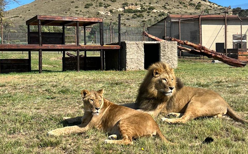 Leeuwen Nikola en Vasylyna zijn, na een tijd opgevangen te zijn in Nijeberkoop, overgebracht naar een groot reservaat in Zuid-Afrika.