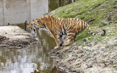Een van de nieuwe tijgers in Aqua Zoo.