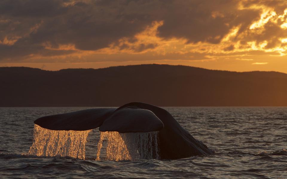 Een walvisstaart bij zonsondergang.