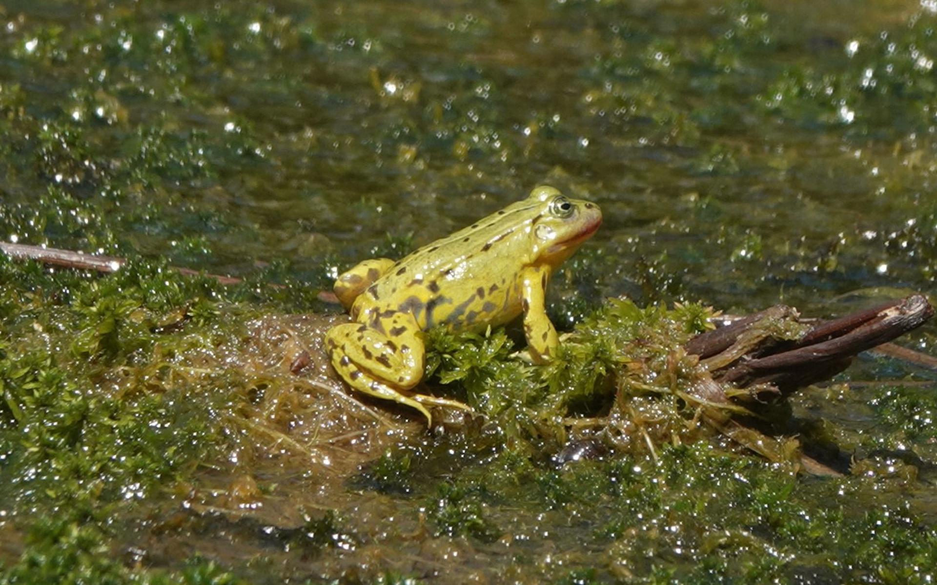 Organic monuments beware of the frog virus.  Sick animals stiffen and die when they dry out in the sun