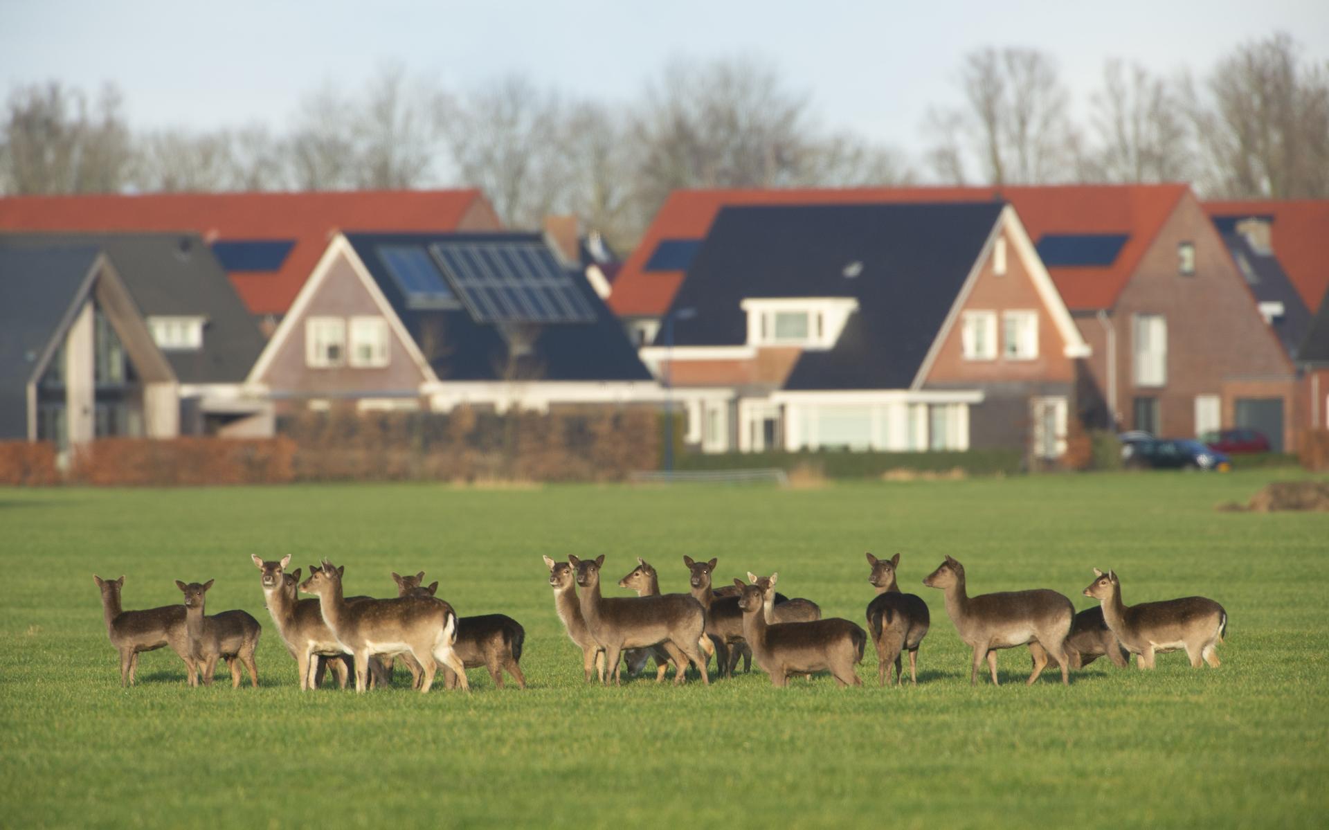 Damhert mag in Friesland blijven: provincie vindt afschot niet meer nodig