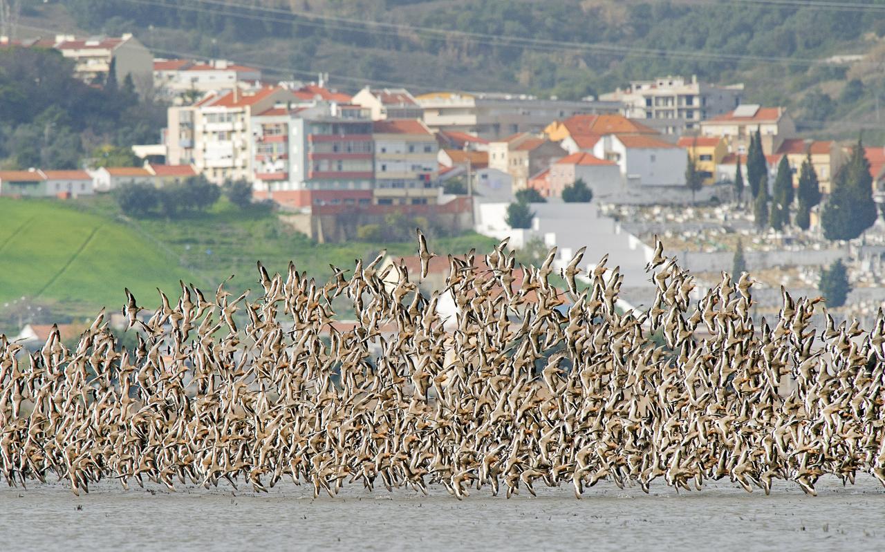 Een grote groep grutto's in de Taag-delta onder Lissabon. Een grote groep grutto's in de Taag-delta onder Lissabon.