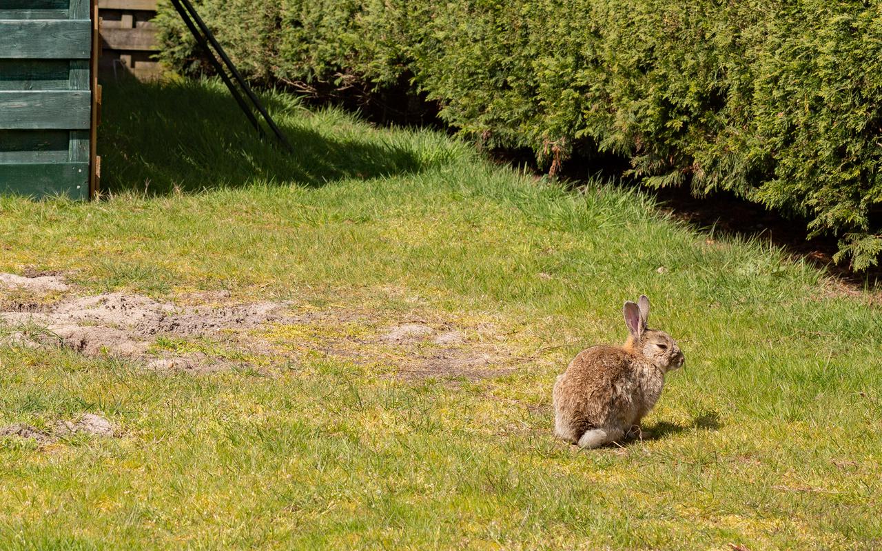 Een konijn op camping De Kiekduun in Buren.