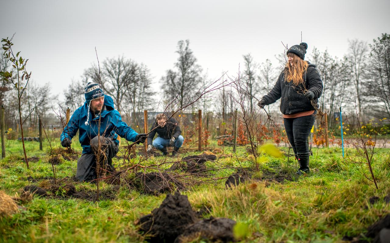 Tsjeard Hofstra (blauwe jas), Janine Nicolai en Erwin Hooijenga planten in Sumar jonge berkenboompjes die een dag eerder uit het Drents-Friese Wold gehaald zijn.