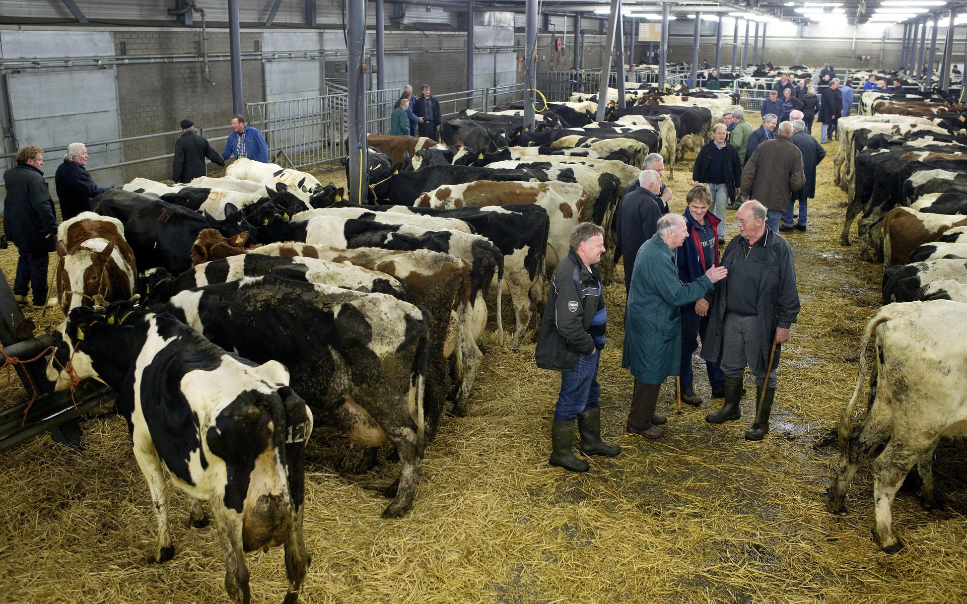 13-01-2016
Leeuwarden
Leeuwarder Courant/LC
Veemarkt. Minder koeien in verband met minder melkvraag van Friesland Campina?
©foto: Hoge Noorden/Jaap Schaaf






















