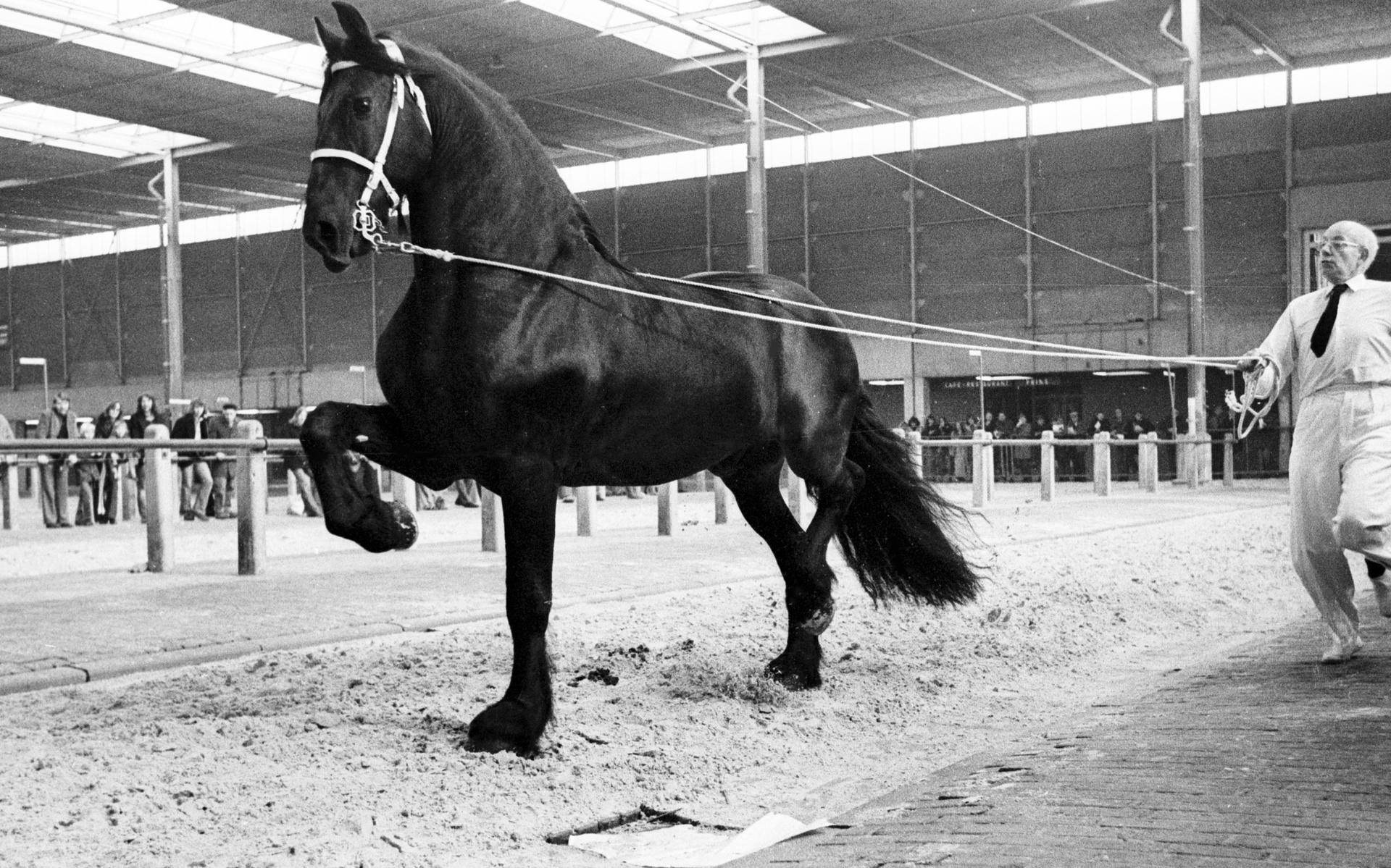 Hengstenkampioen Jurre is de Sven van zijn tijd - Leeuwarder Courant