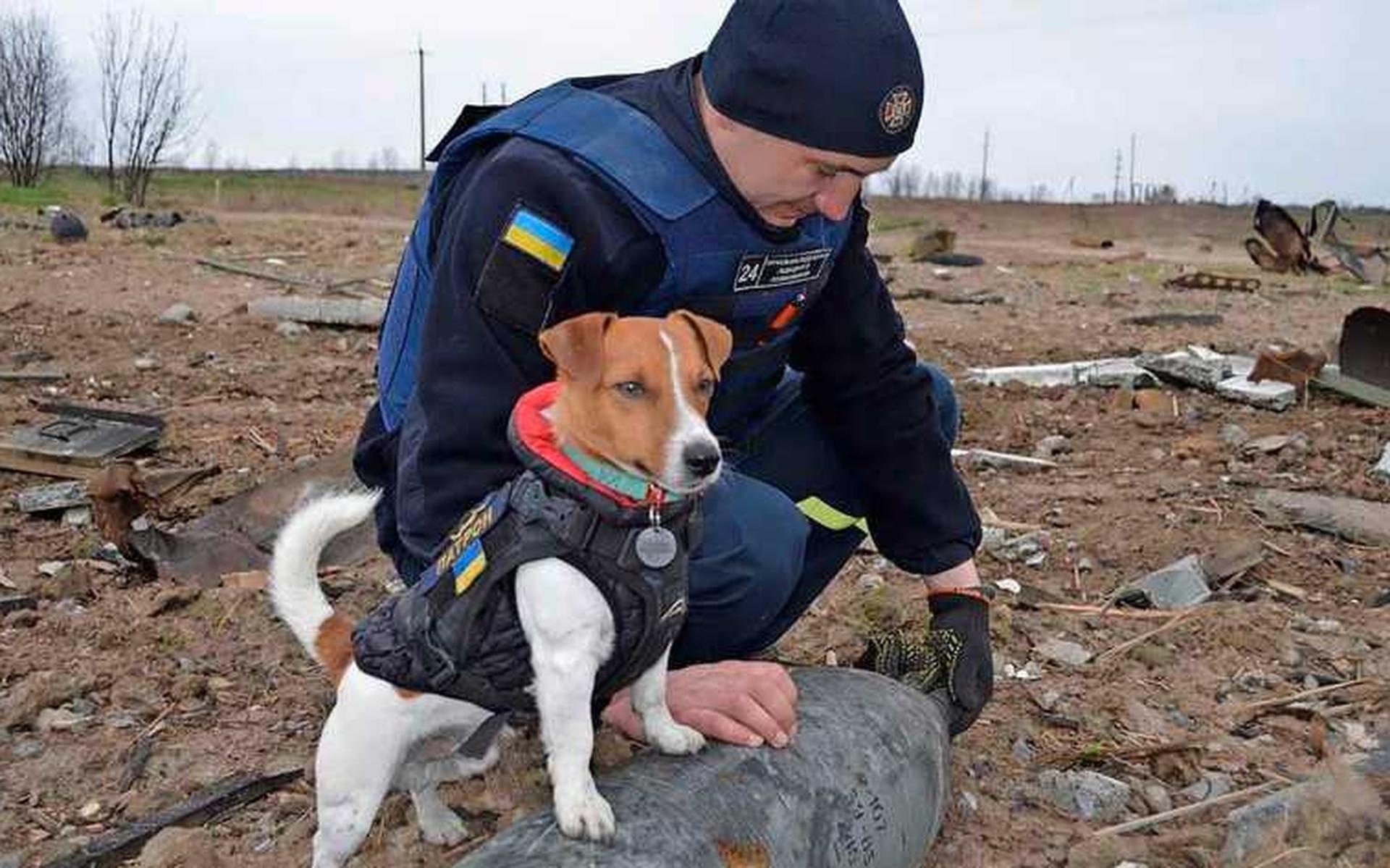 Oekraïne sluit mijnenjagende jack russell in het hart. De hond krijgt nu een eigen postzegel - Leeuw