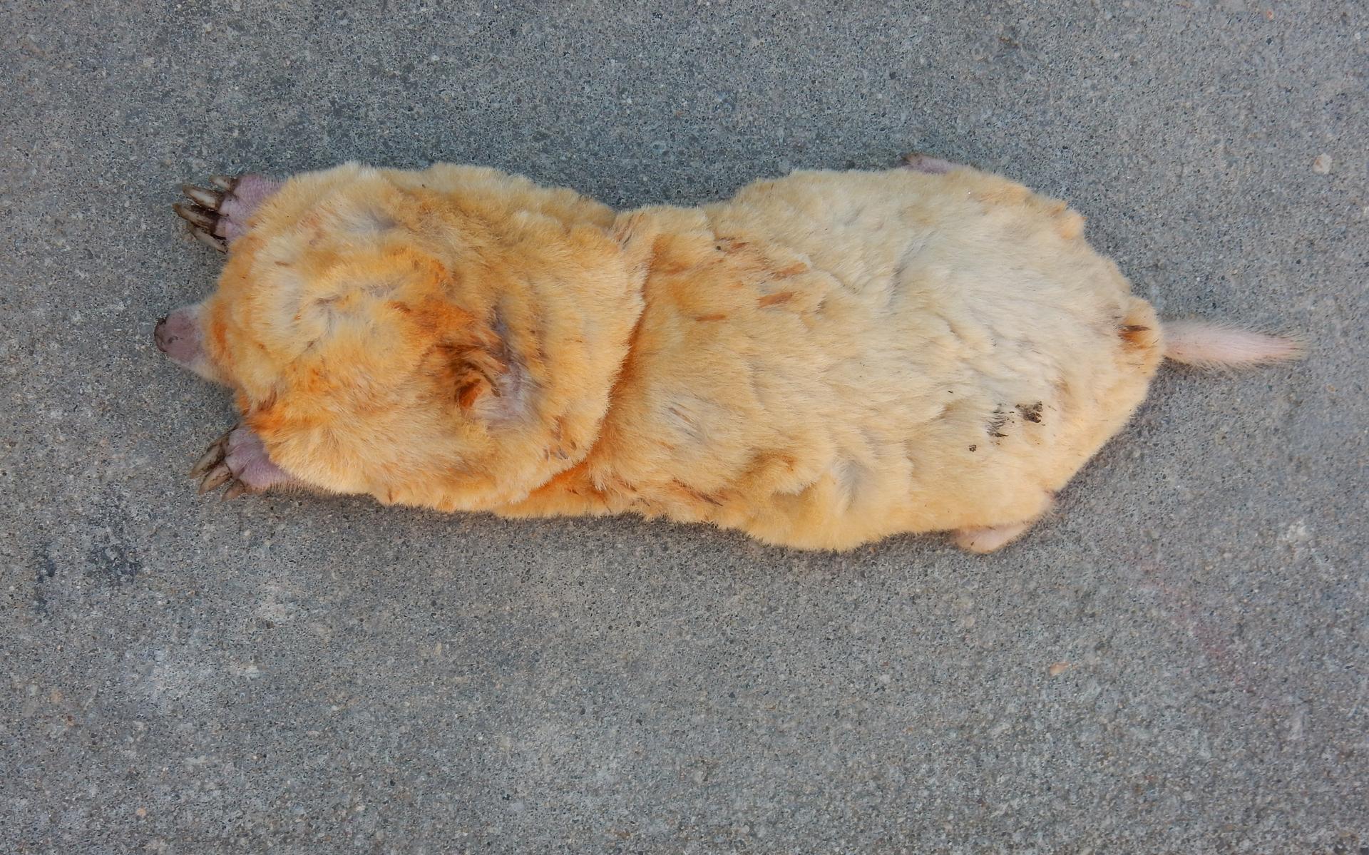 Klaas Bosma vangt zeldzame witte mol - Leeuwarder Courant