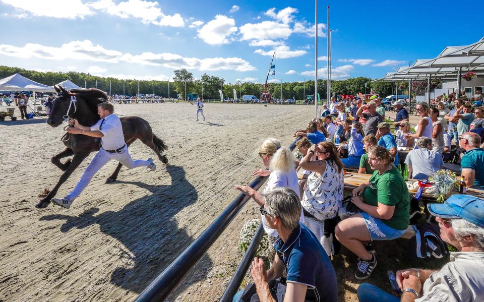 Algemeen Kampioen Rianne fan 'e Hege Terp imponeert het publiek.