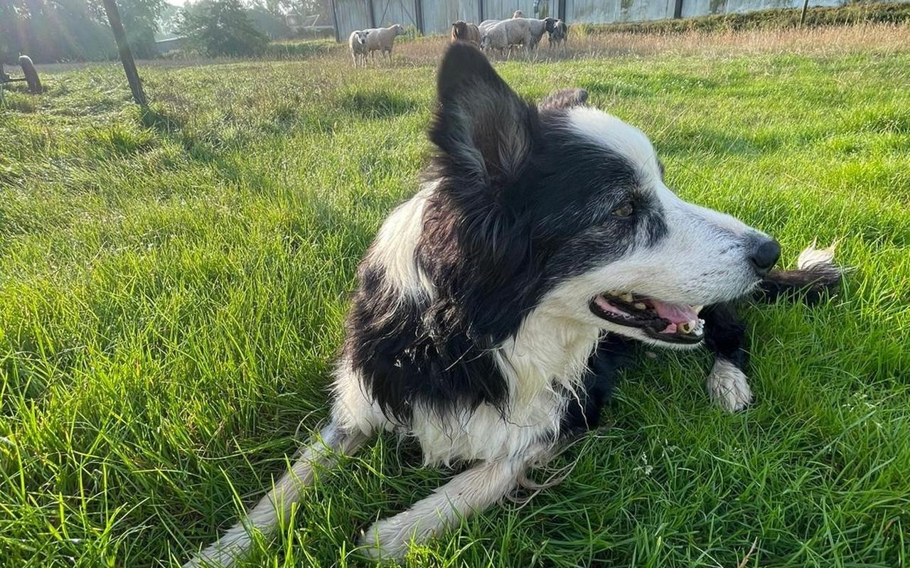 Bordercollie Bas is weer de oude na de val in een mestput. EIGEN FOTO Bordercollie Bas is weer de oude na de val in een mestput. EIGEN FOTO
