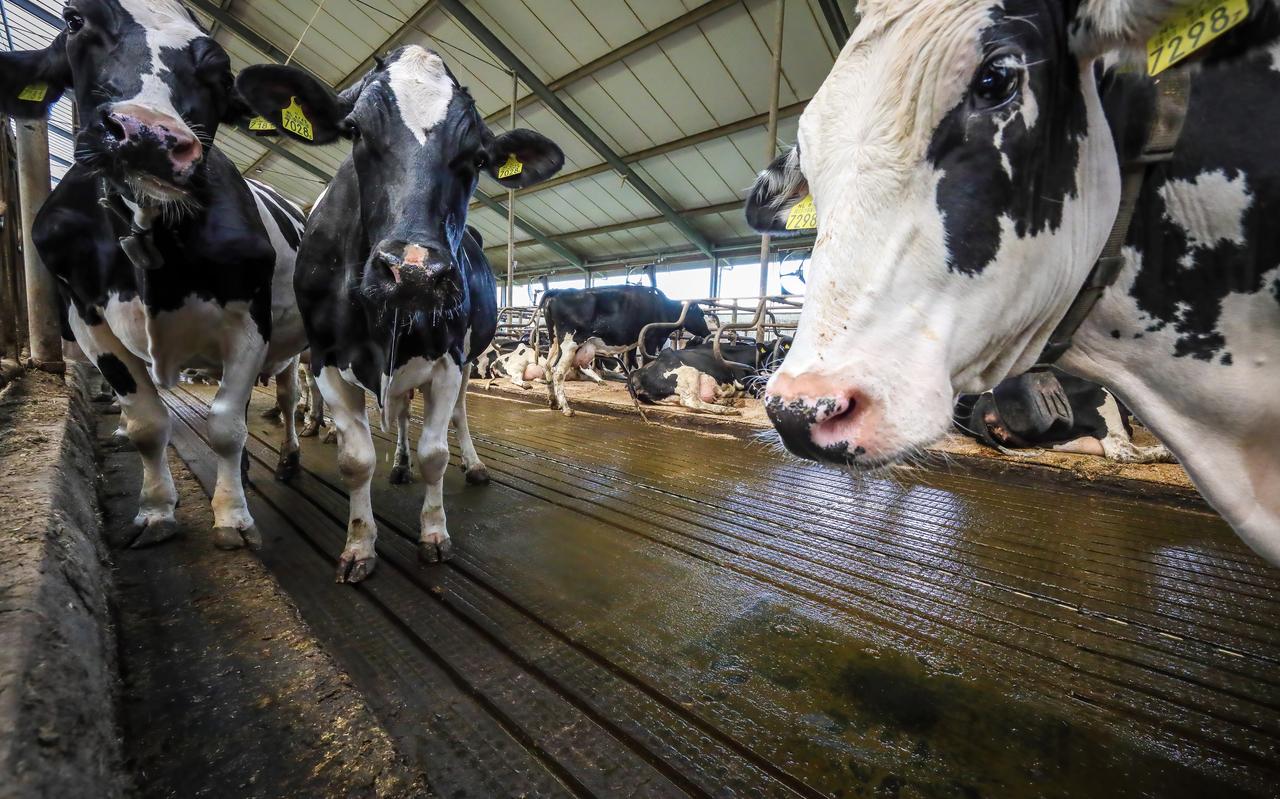De Koudumer melkveehouder Anton Stokman heeft driehonderd koeien in een stal met een speciaal ontwikkelde dichte loopvloer, die de emissie uit de onderliggende mestkelder moet beperken. De Koudumer melkveehouder Anton Stokman heeft driehonderd koeien in een stal met een speciaal ontwikkelde dichte loopvloer, die de emissie uit de onderliggende mestkelder moet beperken.