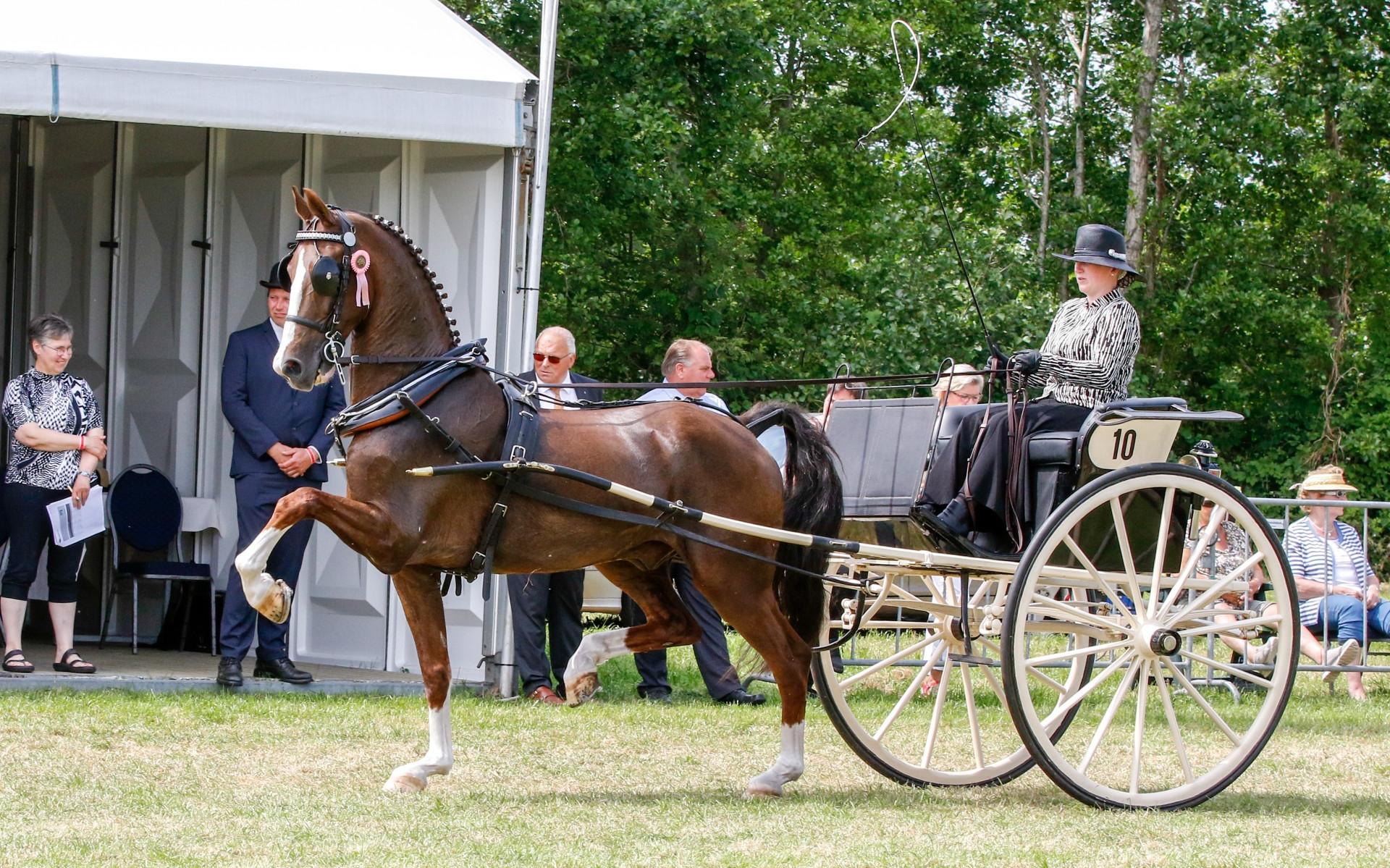 Concours Hippique Drogeham gaat niet door in verband met zware regenval: CH Gorredijk vindt alternat