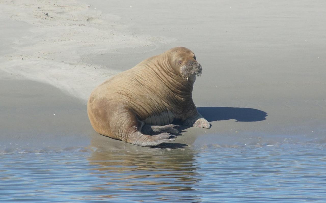 De walrus die is gezien op een zandplaat bij Schiermonnikoog. De walrus die is gezien op een zandplaat bij Schiermonnikoog.