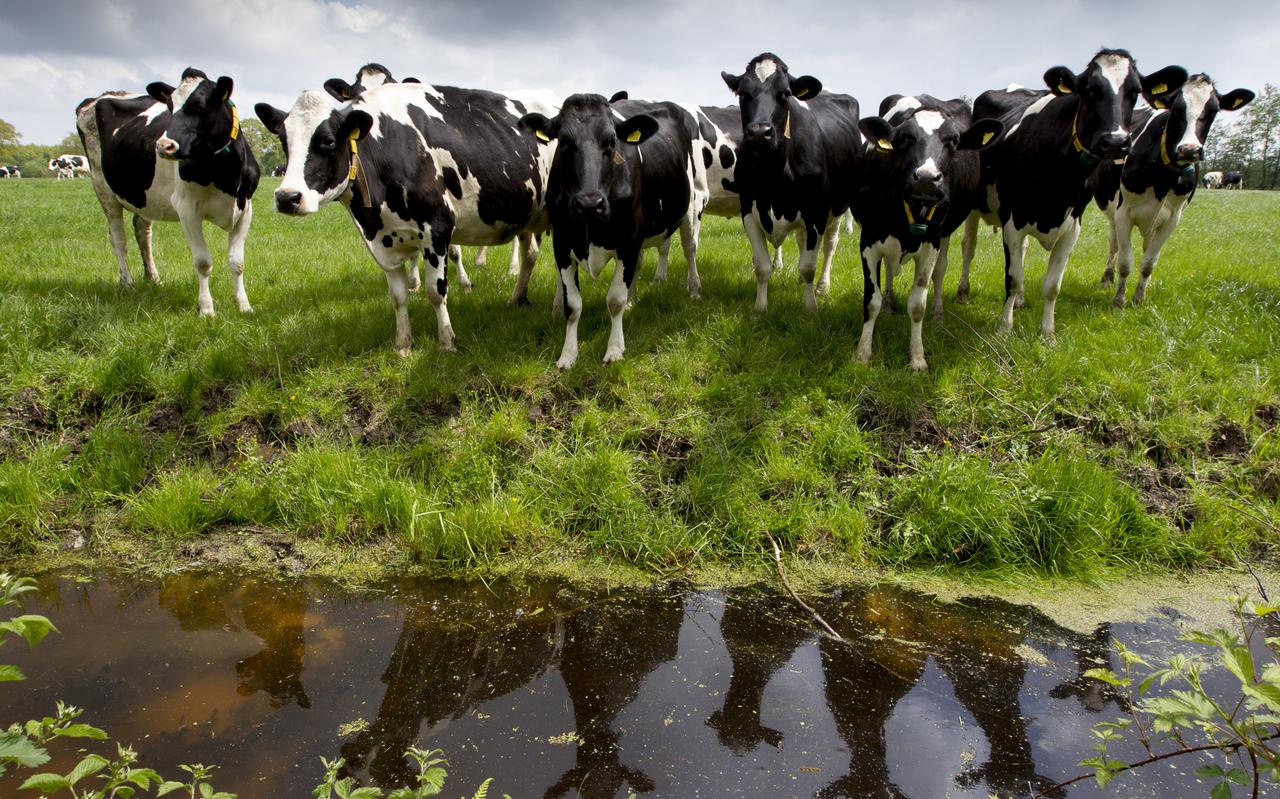 Boeren met een extensief melkveebedrijf later hun koeien meer weiden dan gemiddeld.  