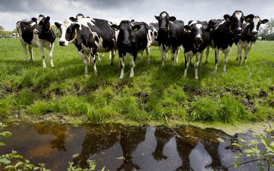 Boeren met een extensief melkveebedrijf later hun koeien meer weiden dan gemiddeld.  