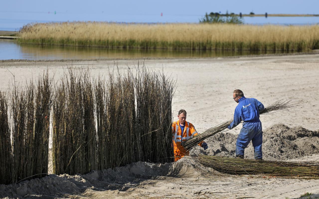 De takken werden ongeveer een halve meter diep in de grond gezet. De takken werden ongeveer een halve meter diep in de grond gezet.