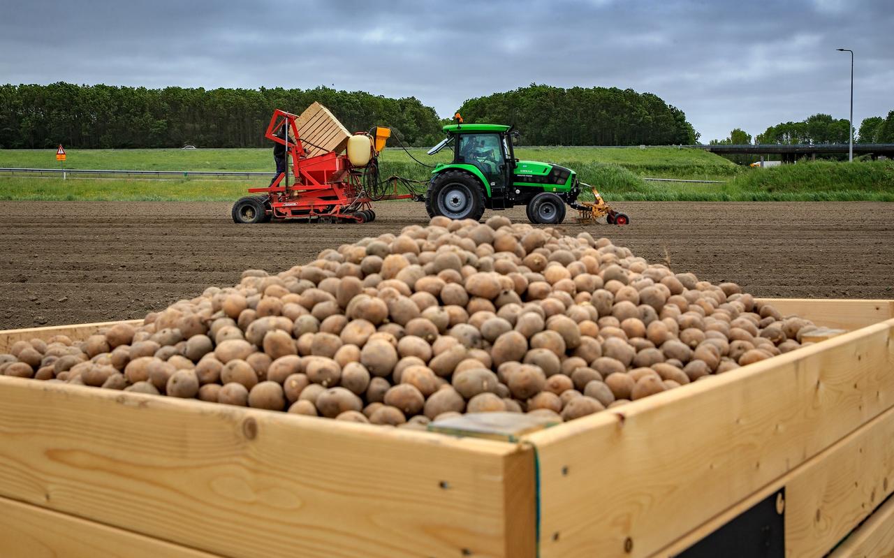 De pootaardappelen gaan de grond in. De pootaardappelen gaan de grond in.