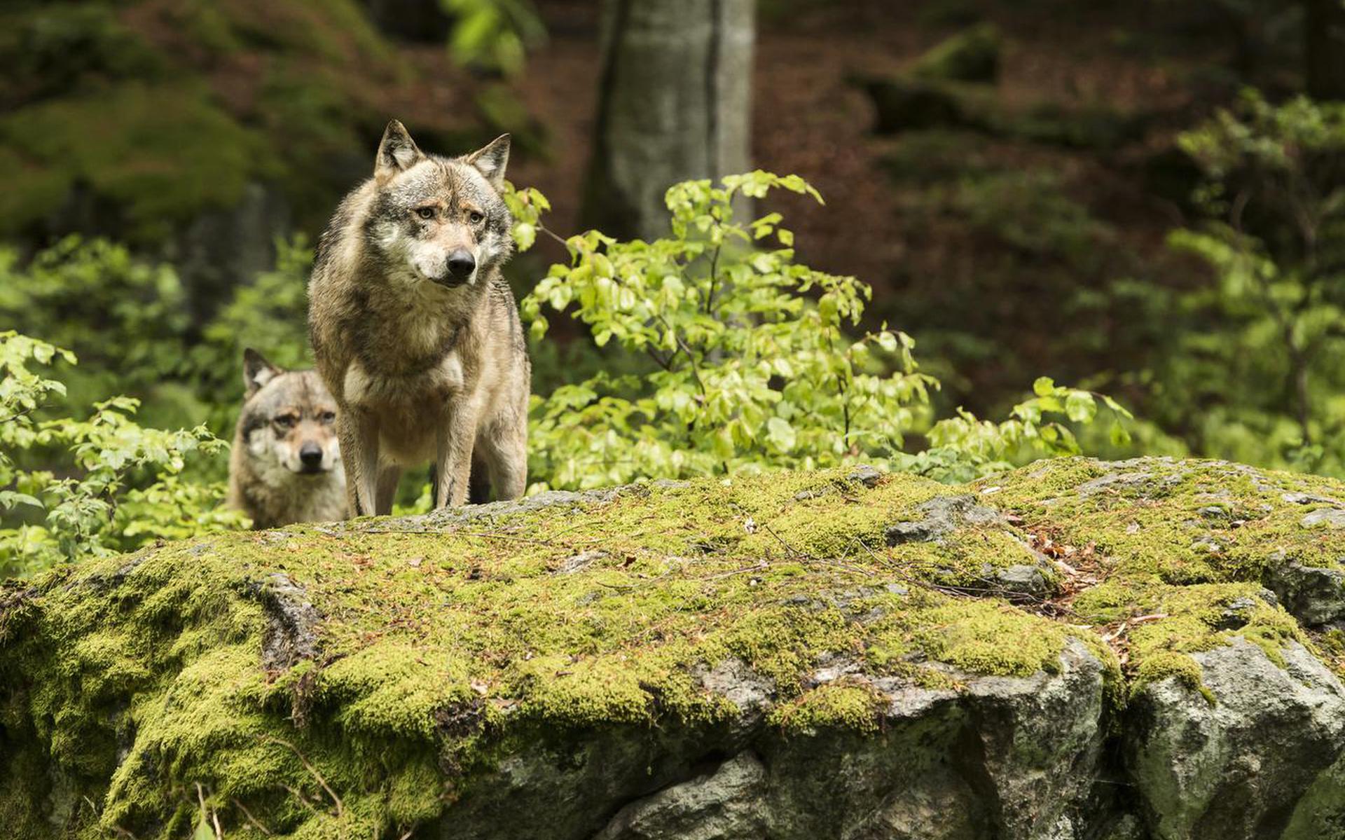 ‘De wolf heeft zijn plek in de voedselketen.’ FOTO SHUTTERSTOCK