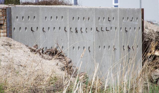 Leeuwarden bouwt broedwand voor oeverzwaluwen: dan hoeven ze geen zandbult meer zoeken