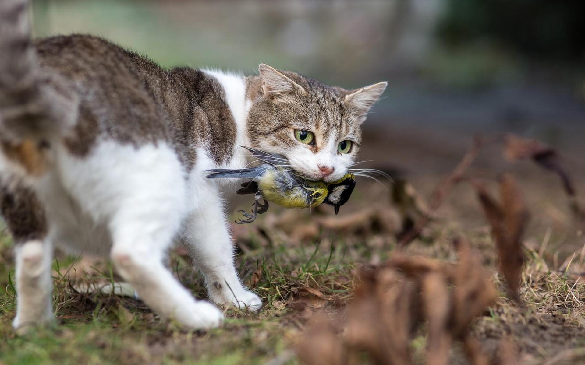 ‘Iedereen met een huisdier is verantwoordelijk voor wat zo’n dier aanricht in tuin, natuur en veld.’ FOTO SHUTTERSTOCK