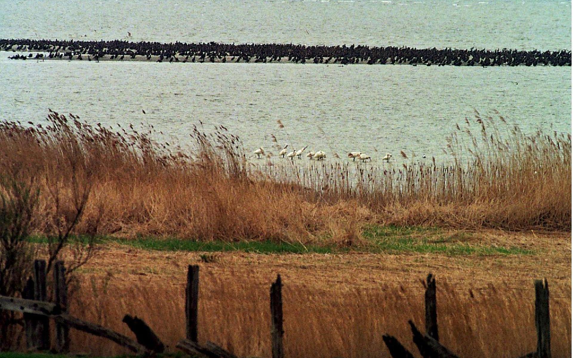Opinie: Ondiepte IJsselmeer essentieel voor vogels - Leeuwarder Courant