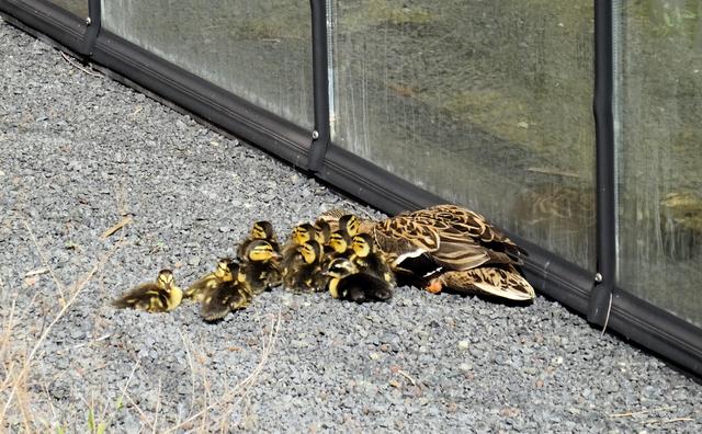 Reddingsactie voor eendjes die klem zaten bij Belastingdienst Leeuwarden: hadden ze nou 12 kuikens o