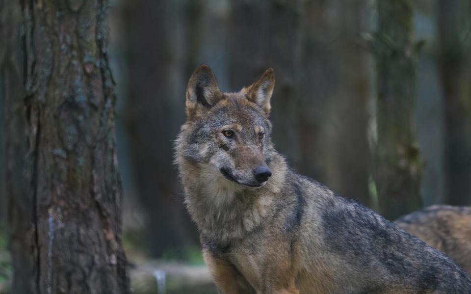 ‘Op de Veluwe is het voor een wolf bijna onmogelijk om het publiek te ontlopen.’ FOTO SHUTTERSTOCK