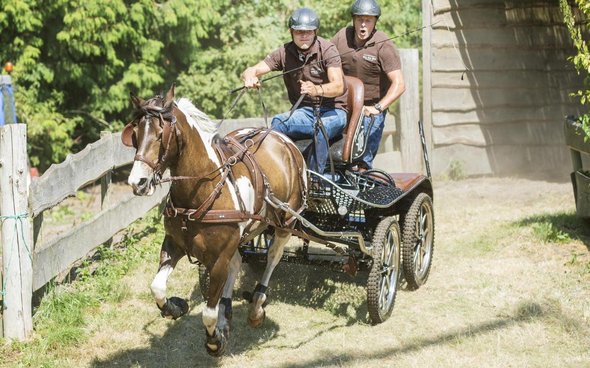 Winnaar paardenmarathon Driezum houdt het hoofd koel - Leeuwarder Courant