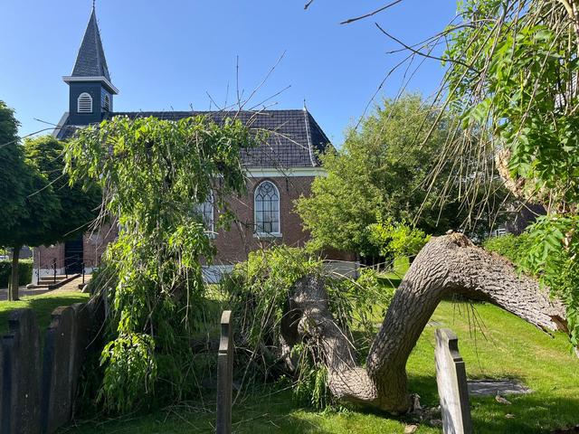 Monumentale boom bij Doarpstsjerke in Surhuisterveen gesneuveld