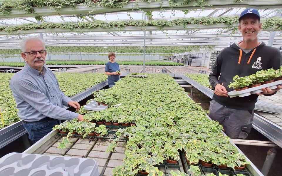 Sjouke, Jeltje en Bertus (v.l.n.r.) zijn in de kas bezig met de hedera's.