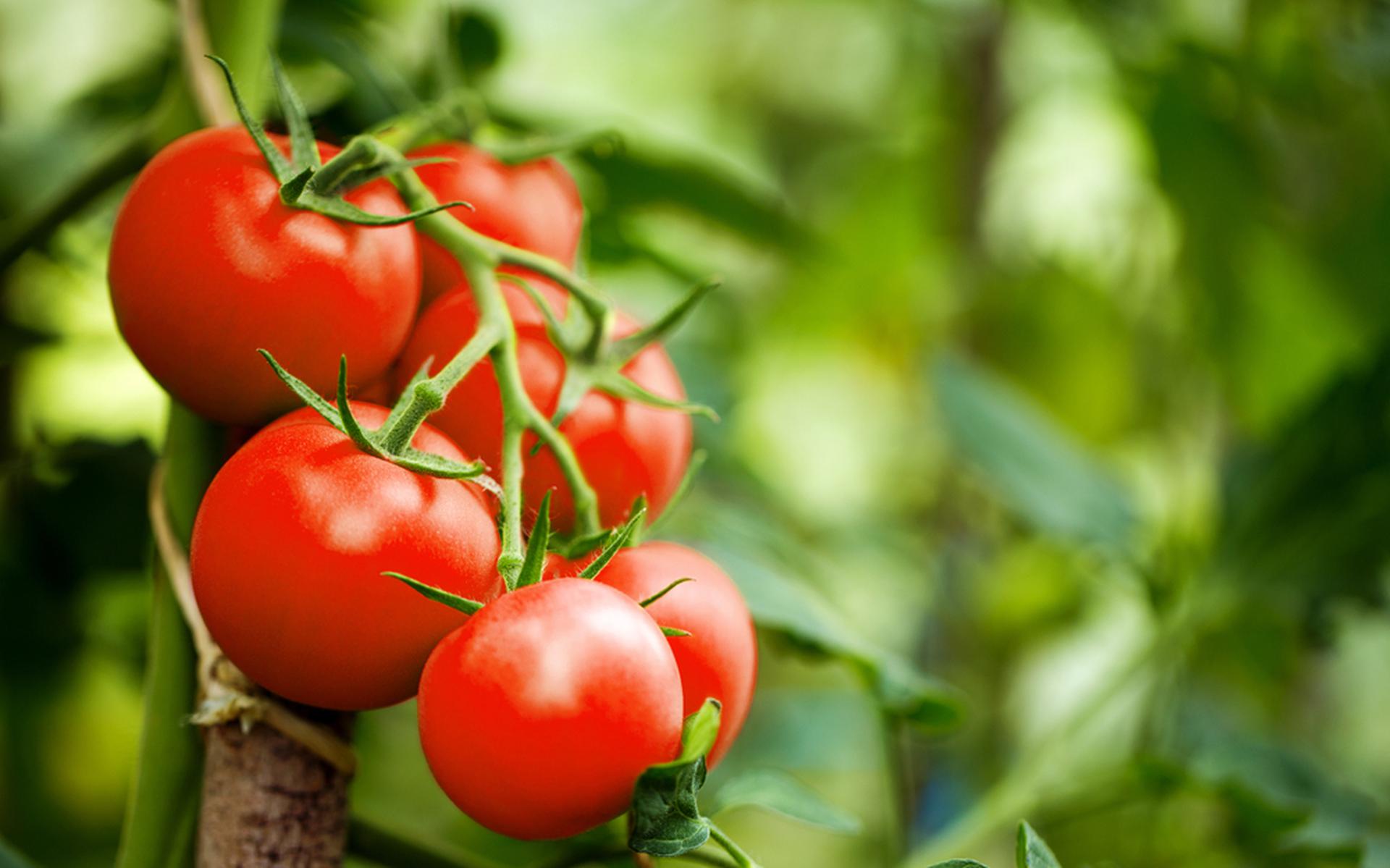 Groenten knal Franje We eten met z'n allen heel wat tomaten, maar hoe gezond zijn ze eigenlijk  (en hoe kun je ze het best bewaren)? - Leeuwarder Courant
